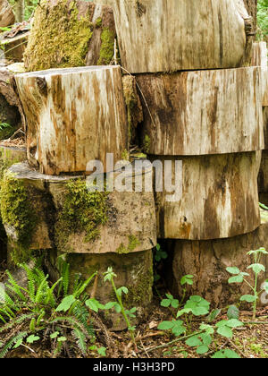 Pile de grumes coupées, Colonsay House Gardens Woods, à l'île de Colonsay, Ecosse, Royaume-Uni. Banque D'Images