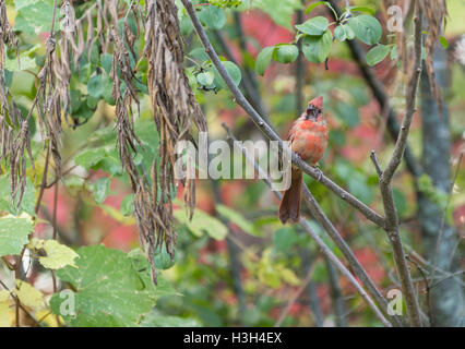 Un homme robin dans un bois vert Banque D'Images