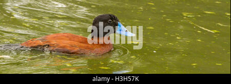 L'Érismature rousse argentin à Slimbridge Banque D'Images