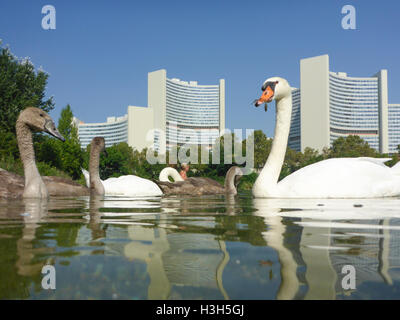 Wien, Vienne : la famille cygne muet cygnets (Cygnus olor), au lac Kaiserwasser Vienna International Centre (UNO), 22, Wien, Autriche. Banque D'Images