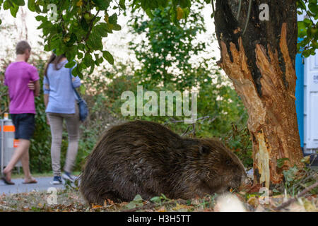 Wien, Vienne : castor européen (Castor fiber) est tombée à proximité d'arbres abattage au sentier (Alte Donau Vieux Danube), passant pe Banque D'Images