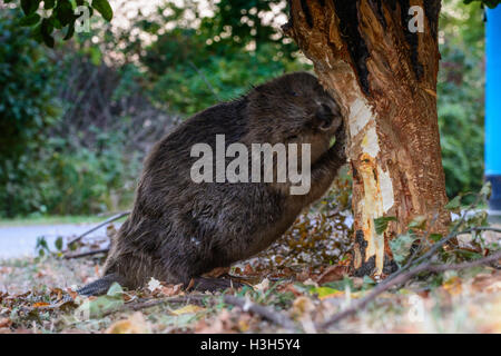 Wien, Vienne : castor européen (Castor fiber) est tombée à proximité d'arbres abattage au sentier (Alte Donau Vieux Danube), 22, Vienne,. Banque D'Images