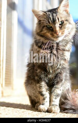 Les chats d'anciens sans-abri attendent d'être adopté à des aboiements pet Rescue dans Bodicote, près de Banbury, au Royaume-Uni. Banque D'Images