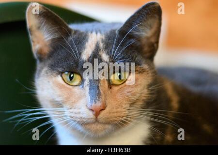 Les chats d'anciens sans-abri attendent d'être adopté à des aboiements pet Rescue dans Bodicote, près de Banbury, au Royaume-Uni. Banque D'Images