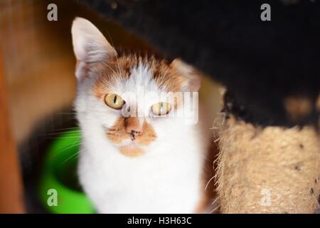 Les chats d'anciens sans-abri attendent d'être adopté à des aboiements pet Rescue dans Bodicote, près de Banbury, au Royaume-Uni. Banque D'Images