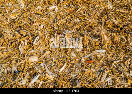 À partir de résidus de récolte de maïs doux - France. Banque D'Images