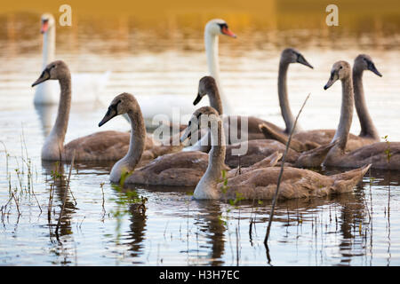 Famille de cygnes nager sur le lac Banque D'Images