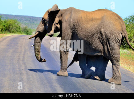 Des éléphants traversant la route près du parc national de Satara Rest Camp Kruger, avec le bébé à la recherche de l'ombre de sa mère, l'Afrique du Sud Banque D'Images