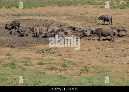 Troupeau de buffles africains ou buffle se vautrer dans un bourbier d'une rivière asséchée dans le parc de Hluhluwe-iMfolozi Afrique du Sud Banque D'Images