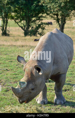 Un rhinocéros noir de l'est (Diceros bicornis michaeli) en danger critique de disparition qui broutage au parc animalier de Port Lympne, Kent, Angleterre, Royaume-Uni Banque D'Images