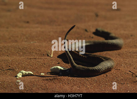 Desert death adder (Acanthophis pyrrhus) Banque D'Images