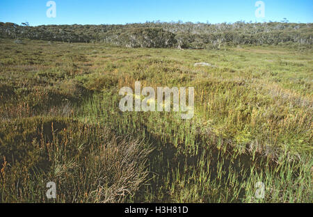 De l'habitat de marais alpine northern corroboree frog (Pseudophryne pengilleyi). Banque D'Images