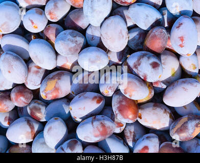 Avec fond bleu et violet prunes mûres Banque D'Images