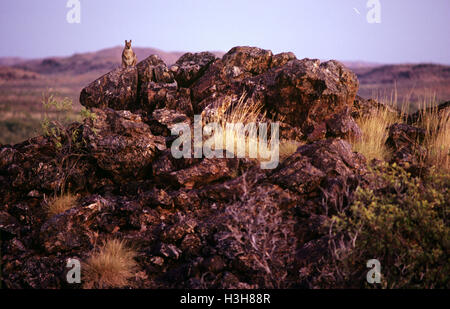 Purple-necked wallaby (petrogale rock-purpureicollis) Banque D'Images