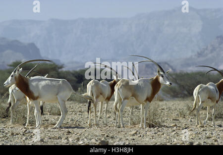 Scimitar-horned oryx (Oryx dammah) Banque D'Images