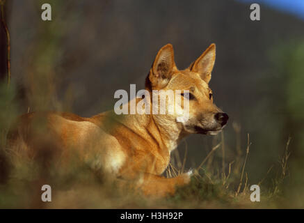 Dingo (Canis dingo) Banque D'Images