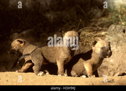 Dingo (canis dingo) Banque D'Images