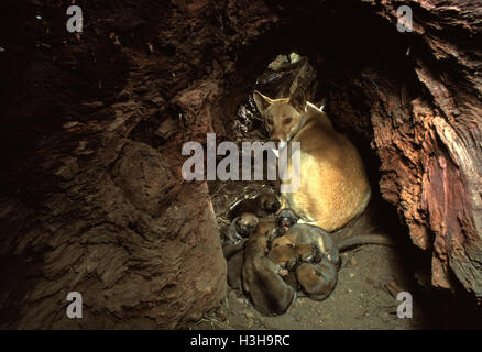 Dingo (Canis dingo) Banque D'Images