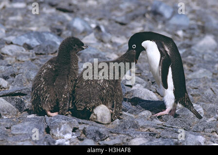 Manchot Adélie (Pygoscelis adeliae) Banque D'Images