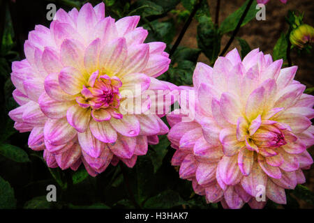 Deux Dahlias Rose Banque D'Images