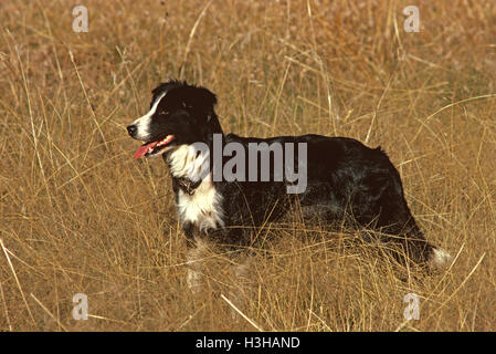Chien domestique (Canis familiaris) Banque D'Images