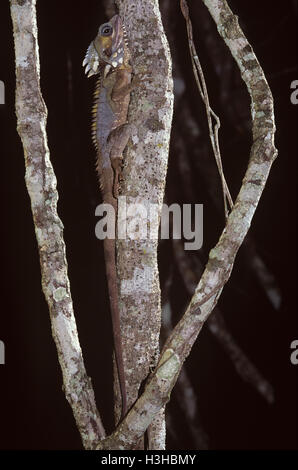 Boyd's forest dragon (hypsilurus boydii) Banque D'Images