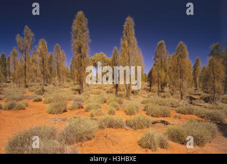 Chêne du désert (Allocasuarina decaisneana) Banque D'Images