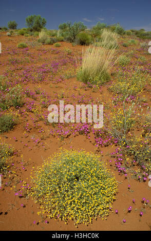 Le désert australien en fleur, Banque D'Images