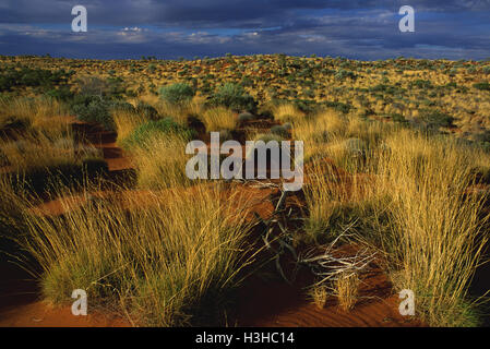 Avec des dunes de sable végétalisées (Spinifex Triodia sp.) Banque D'Images