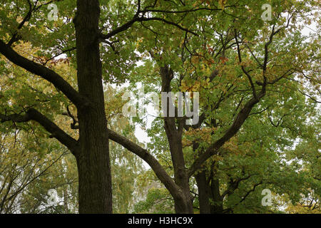 En bas du parc oak alley vue d'arbres Banque D'Images