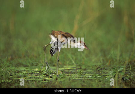 Comb-crested jacana (irediparra gallinacea) Banque D'Images