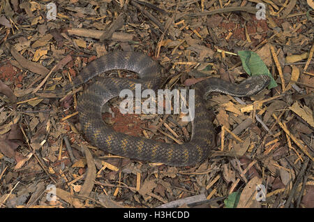 Le nord de death adder (acanthophis praelongus) Banque D'Images