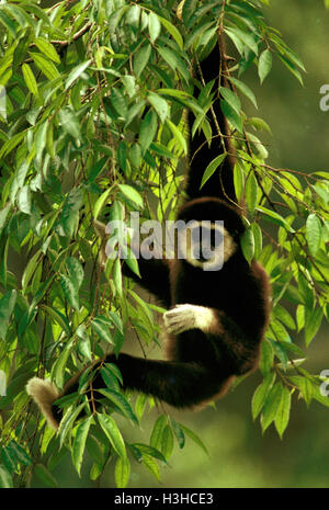 White-remis gibbon (Hylobates lar) Banque D'Images