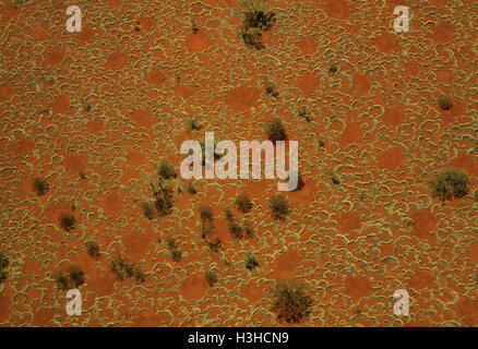 Tapis spinifex, vue aérienne montrant les tendances de l'herbe, spinifex sable rouge et desert oaks. région du Pilbara, Australie occidentale, Australie Banque D'Images