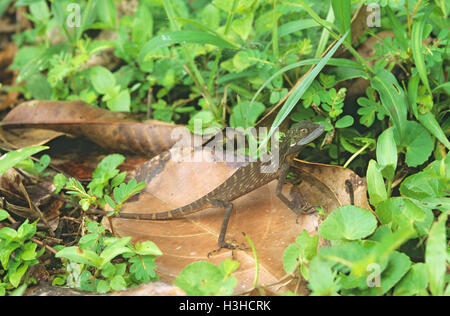 Lézard à crête verte (bronchocela cristatella) Banque D'Images