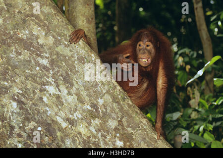 Orang-outan (pongo pygmaeus) Banque D'Images