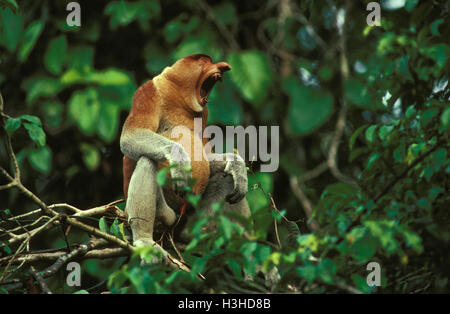 Proboscis Monkey (nasalis larvatus) mâle adulte, bâillements, assis dans l'arbre. kinabatangan river, Sabah, Bornéo, Malaisie Banque D'Images