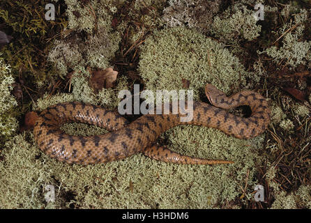 Vipère aspic (Vipera aspis). Banque D'Images