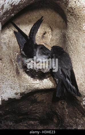 Black-nest swiftlet (aerodramus maxima lowi) Banque D'Images