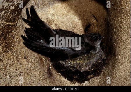 Black-nest swiftlet (aerodramus maxima lowi) Banque D'Images