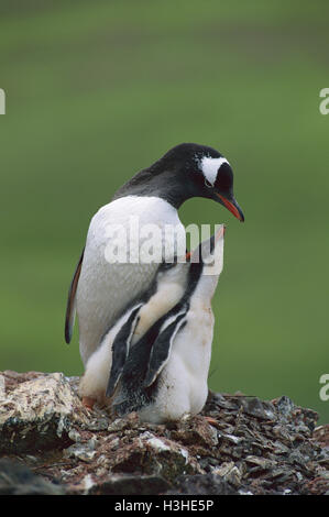 Gentoo pingouin (Pygoscelis papua) Banque D'Images