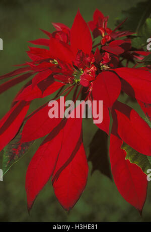 Poinsettia (Euphorbia pulcherrima) Banque D'Images