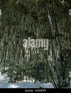 Avertissement montage et vue sur la vallée de la Tweed, Banque D'Images