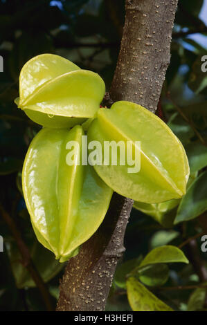 La carambole Averrhoa carambola () Banque D'Images