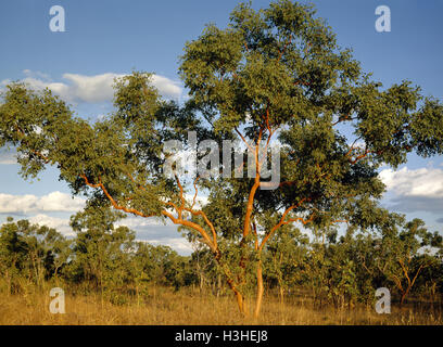 Tintinnans Eucalyptus gum (saumon) Banque D'Images