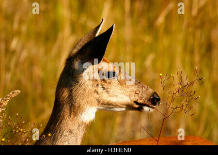 Le cerf à queue noire, Odocoileus hemionus dans l'île de Vancouver. La Colombie-Britannique. Canada Banque D'Images