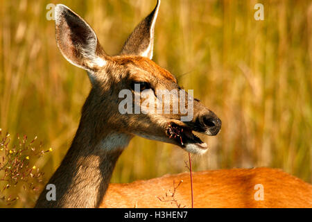 Le cerf à queue noire, Odocoileus hemionus dans l'île de Vancouver. La Colombie-Britannique. Canada Banque D'Images