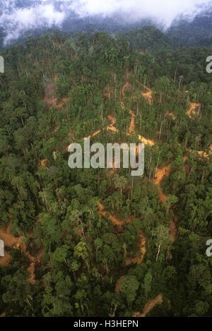 La forêt tropicale de plaine à l'ouverture des voies d'accès, pistes de débardage et les débarquements journal visible, Banque D'Images