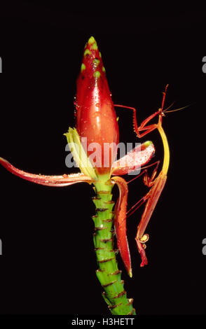 Kangourou gris de l'Ouest (Toxodera denticulata). Banque D'Images