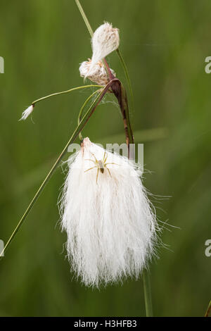 Les linaigrettes (Eriophorum angustifolium) fleurs en croissance dans la zone de marais, Hampshire, England, UK Banque D'Images